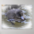 Recherche de caneton posters Oiseau