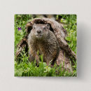 Recherche de marmotte badges Nature