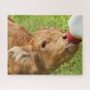 Recherche de veau puzzles Élevage