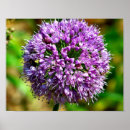 Recherche de allium posters Oignon