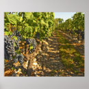 Recherche de cabernet sauvignon Vin