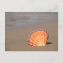 Recherche de coquille cartes postales Maritime