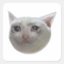 Recherche de meme de cri Chat