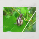 Recherche de escargot des cartes postales Gastropode