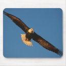 Recherche de aigle en vol tapis souris Oiseau de proie