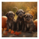 Recherche de griffons posters Chiot