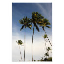 Recherche de noix de coco posters Tropiques