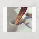 Recherche de tronc cartes postales Éléphant