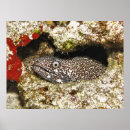 Recherche de murren posters Vie marine