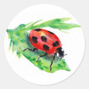 Recherche de coccinelle sur feuille autocollants Insecte