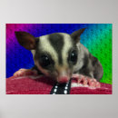 Recherche de planeur posters Animaux