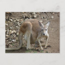 Recherche de joey cartes postales Animal