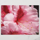 Recherche de fleurs roses prospectus Toute personne