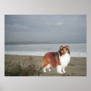 Recherche de shelties posters Chien de berger