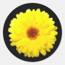 Recherche de marigold autocollants Marigot