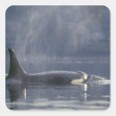 Recherche de orca autocollants Faune