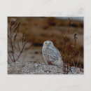 Recherche de hibou neige cartes postales Nature