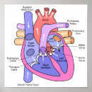 Recherche de pulmonaire posters Détail