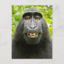 Recherche de singe souriant posters Selfie de singe