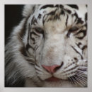 Recherche de white tiger posters Animals