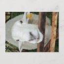 Recherche de moutons cartes postales Bétail