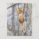 Recherche de nez cartes postales Faune