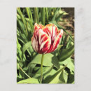 Recherche de tulipes blanches cartes postales Printemps