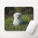 Recherche de caresse tapis souris Chiot