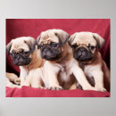 Recherche de triplets posters Carlin