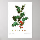 Recherche de botanique vintage posters Fruit