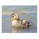 Recherche de plongée blocsnotes Sauvagine