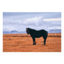 Recherche de poney islandais posters Islande