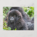 Recherche de gorilles de montagne cartes postales Faune