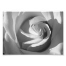 Recherche de fleurs noires et blanches posters Pétales