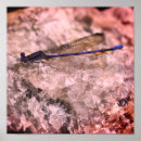 Recherche de libellule et damselfly art Mouche