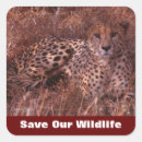 Recherche de taches de guépard autocollants Faune