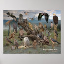 Recherche de faucon de harris posters Rapaces