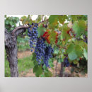 Recherche de fruit de la vigne posters Raisin