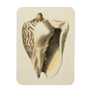 Recherche de créatures magnets Coquille