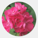 Recherche de geranium autocollants Géraniums roses