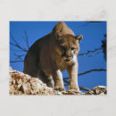 Recherche de puma cartes postales Lion de montagne