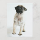 Recherche de humour de carlin cartes postales Chiot
