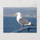 Recherche de birdy cartes postales Nature