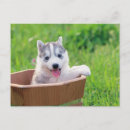 Recherche de malamute cartes postales Chien des neiges
