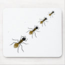 Recherche de fourmi tapis souris Insecte