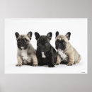 Recherche de race pure posters Nature