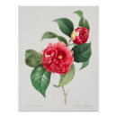 Recherche de camellia posters Camélia