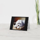 Recherche de coton tulear vœux cartes Chiot