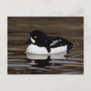 Recherche de oiseau noir et blanc cartes postales Lac