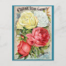 Recherche de cottage garden postcards cartes postales Rose